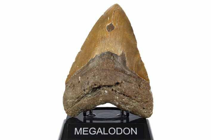 Huge, Fossil Megalodon Tooth - North Carolina #346338